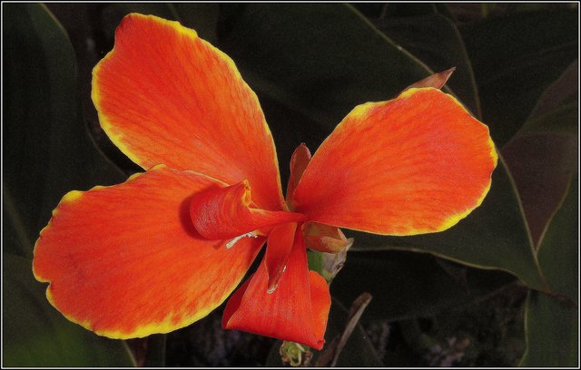 Die Canna Indica Blüte