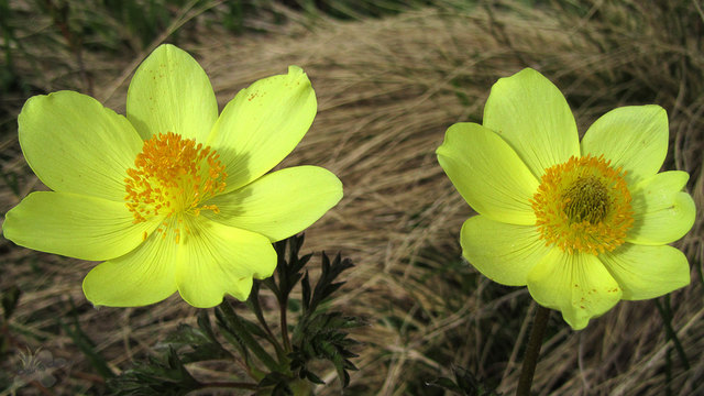Gelbe Küchenschelle - Landeck