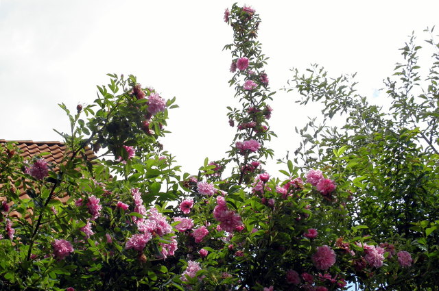 Mein Rosengarten - Völkermarkt