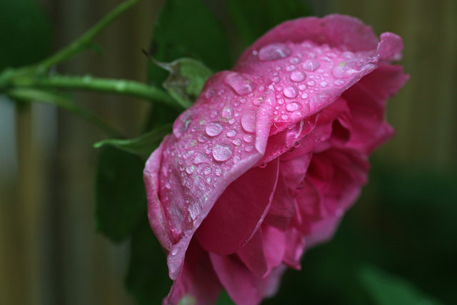 Regentropfen auf einer Rose