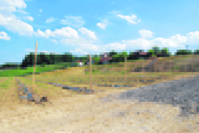 Die Gerüchte und Aussagen um den Weingarten der Domäne Müller sind vielfältig. Fakt ist: Der plane Weingarten beschäftigt.