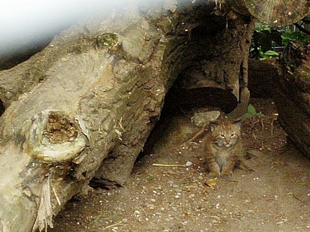 aber nur einer war bereit sich knipsen zu lassen; 2 der jungen luchse kamen nach langem Warten aus der Höhle