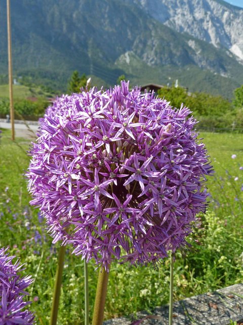 Auch die Flora steht ganz im Zeichen der Fußball-EM