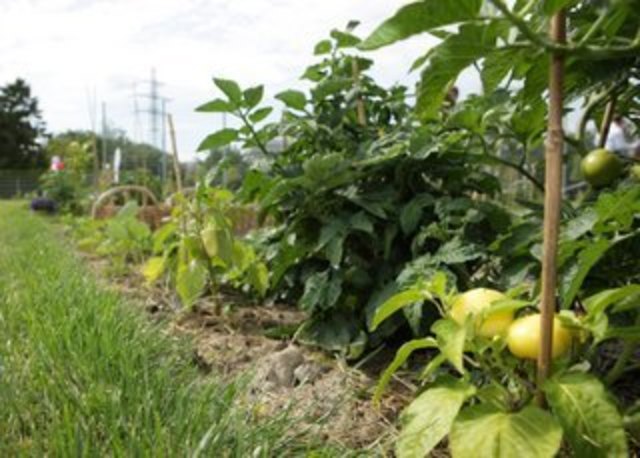 Der Nachbarschaftsgarten Macondo ist ein Simmeringer Projekt. | Foto: Houdek/PID