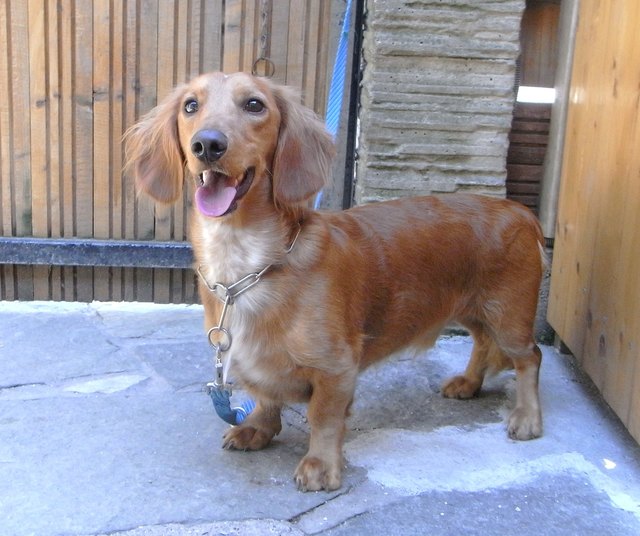 Wasti freut sich auf ein neues Zuhause mit Garten. | Foto: Tierschutz Alkoven