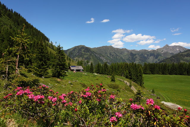Almrosenblüte auf der Hirschgrubenalm. Rechts hinten der Draugstein