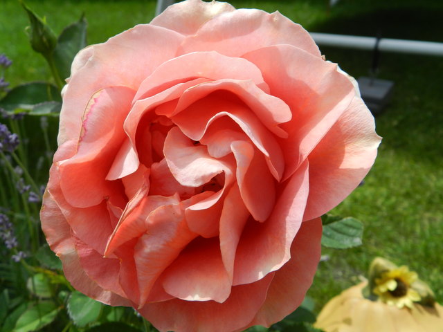 Rose in lachs