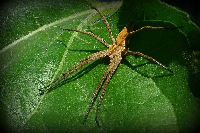 Das Kontrastprogramm zu den Blütenschönheiten lauert auf dem Sonnenblumenblatt!