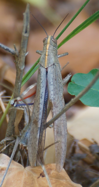 Ägyptische Wanderheuschrecke (Anacridium aegyptium)