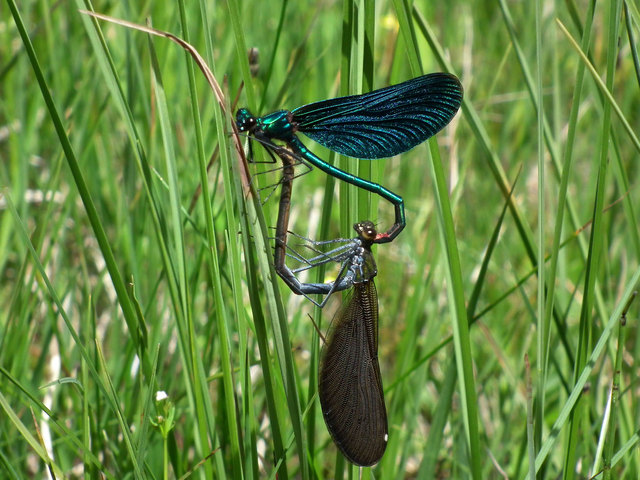 Blaue Prachtlibelle Männchen und Weibchen