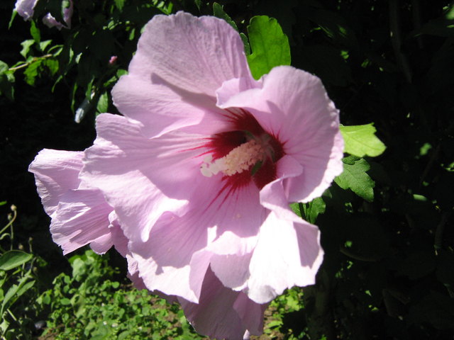 Hibiskus
