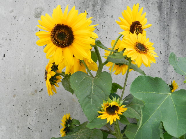 Den Samen der Sonnenblume wurde von einem Vogerl fallen gelassen