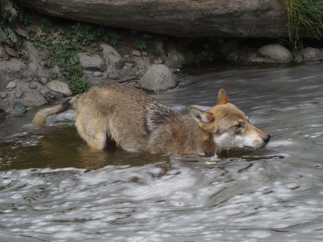 Wer gern mit ihm ins wasser gesprungen