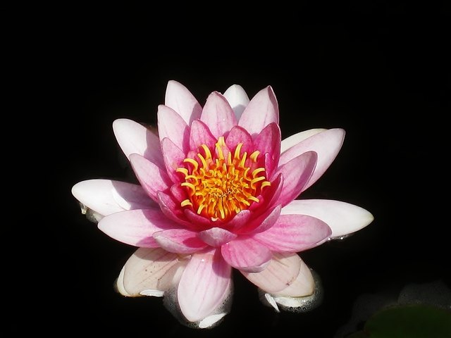 Foto: Reinhard Thrainer Jr.