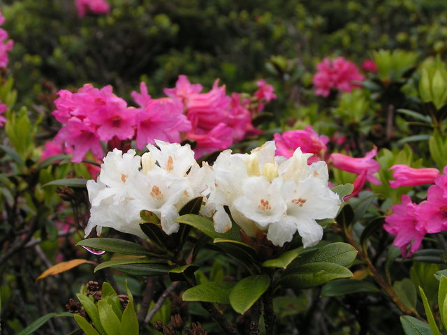 Foto: Andrea Oberladstätter