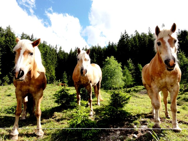 Foto: Alfred Sonnweber