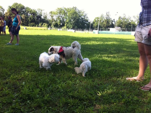 Hundebesitzer kennenlernen