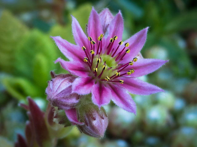 Foto: Alexandra Salvenmoser