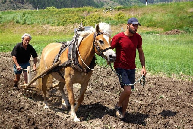 Foto: Wilfried Grießer