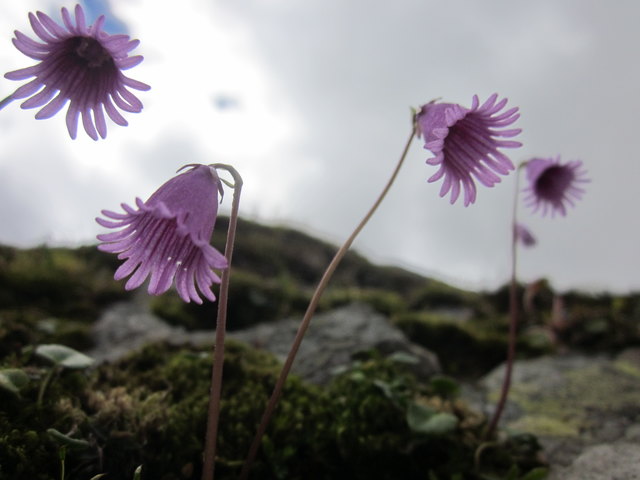 So wie die Sonne mit ihren vielen Strahlen, so lacht auch das schöne Alpenglöckchen in meine Kamera :-)