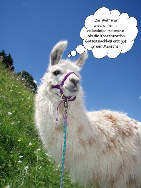 Bei den Inkas stand das Lama rangmäßig über dem Menschen. Die werden schon gewusst haben warum.
