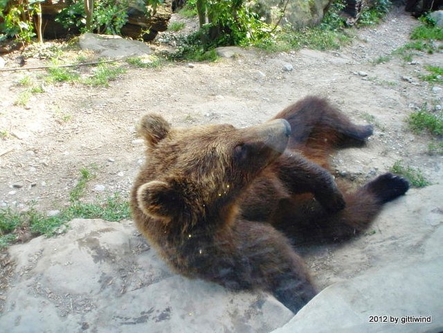 aber mit hats gefallen wie sich Ander da präsentiert; durch die Scheibe; Das Bild ist nicht grad gut gelungen