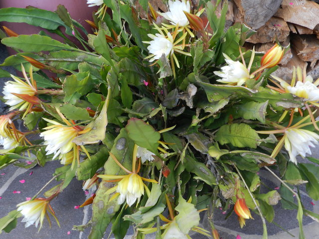 Gliederkaktus...Blattkaktus (Epiphyllum crentum)