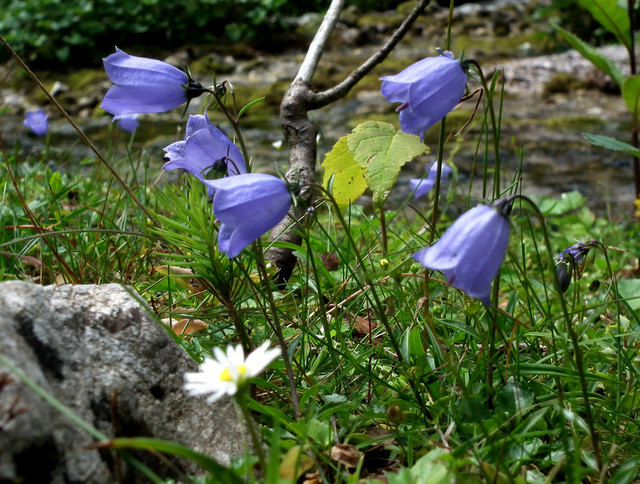 Scheuchzer´s Glockenblume