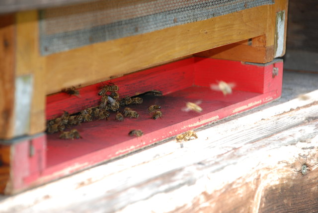 Die Bienen müssen heuer ein schweres Jahr bewältigen.