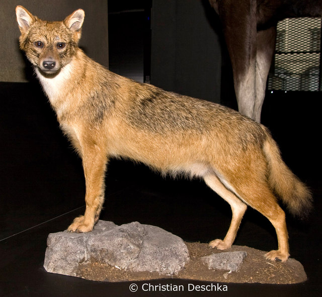 Ein relativ großes Raubtier ist nach Österreich heimgekehrt - der Goldschakal oder Rohrwolf. Mehr von Naturschutzbund BG Mühlviertel auf http://www.naturimbild.at © Christian Deschka