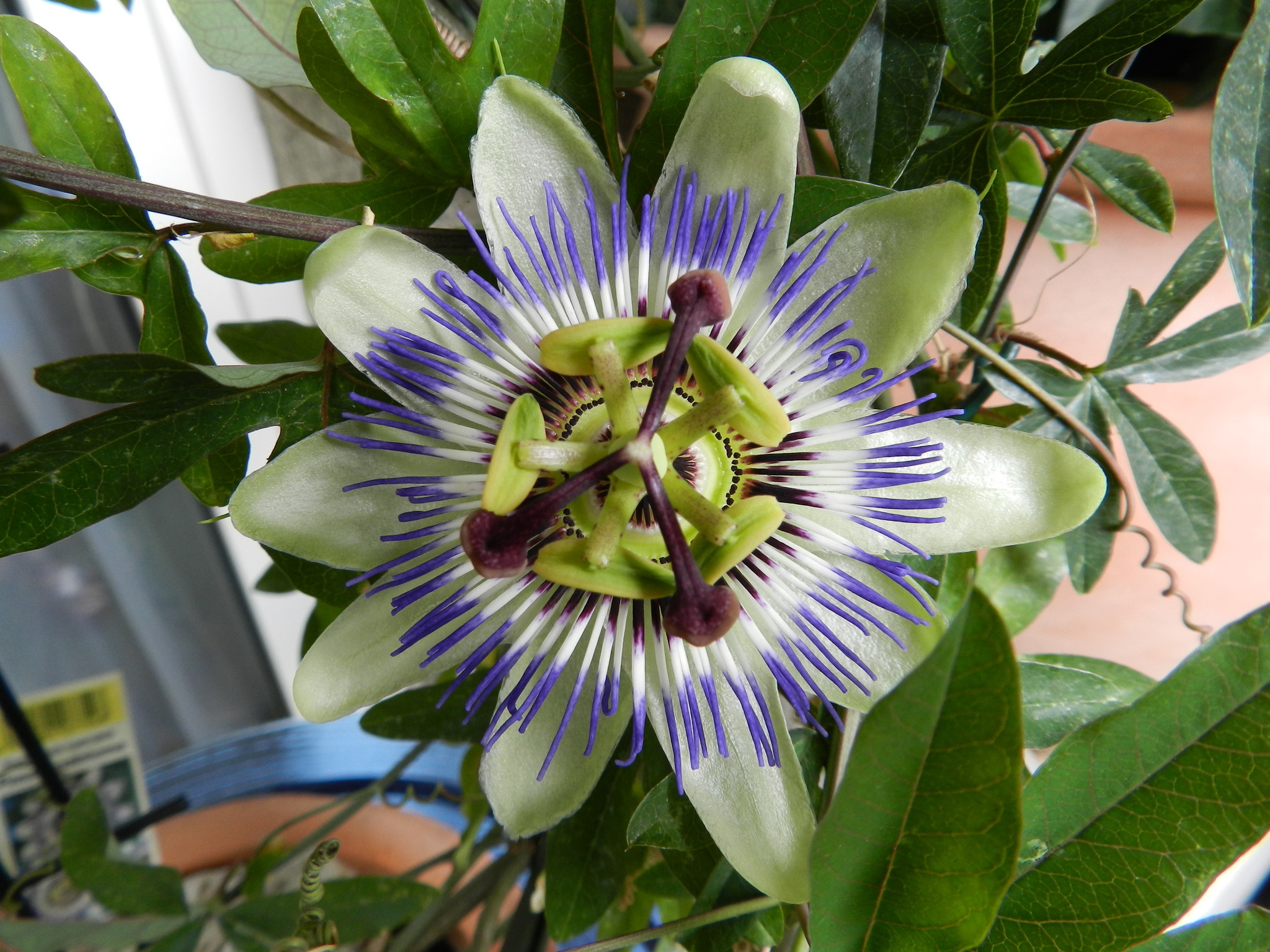 unsere passionsblume blüht..endlich Neubau unsere passionsblume blüht..endlich Neubau