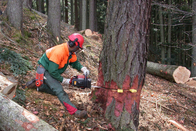 Mit 1,5 Millionen Festmeter lag die Holznutzung auch 2011 auf hohem Niveau. | Foto: Land /Schreder