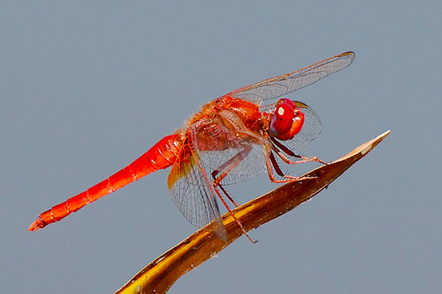 Feuerlibelle (Crocothemis erythraea)