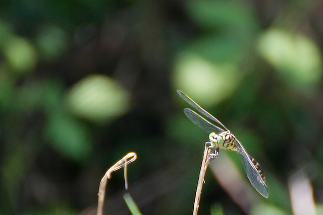 Kleine Zangenlibelle (Onychogomphus forcipatus)