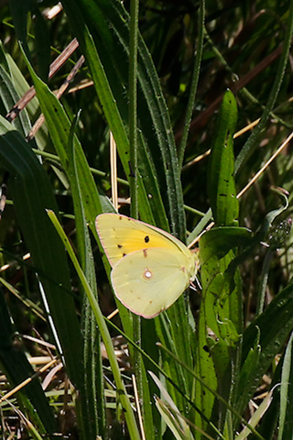 Postillon (Colias croceus)