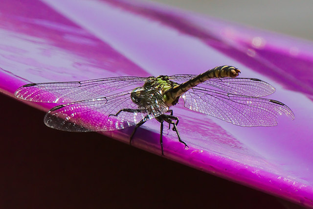 Kleine Zangenlibelle (Onychogomphus forcipatus)