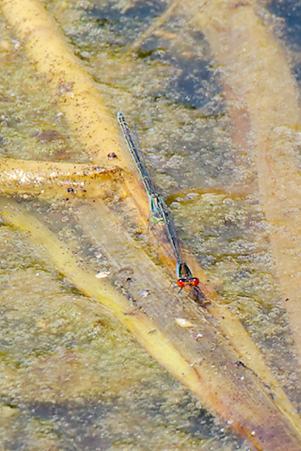Kleines Granatauge (Erythromma viridulum), Pärchen