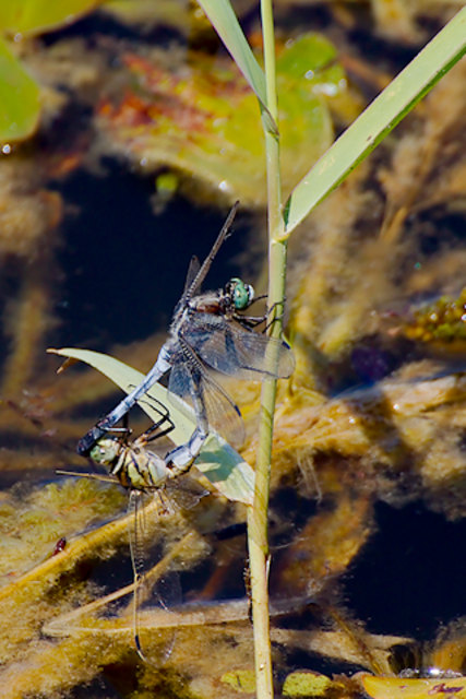 Grosser Blaupfeil (Orthetrum cancellatum)
