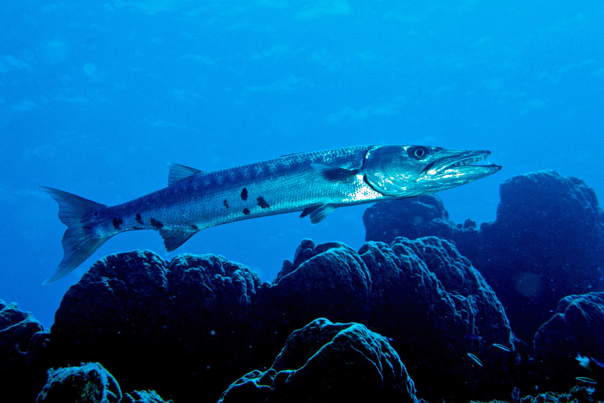 Großer Barrakuda Braunau