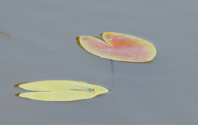 Kleines Granatauge (Erythromma viridulum), Männchen