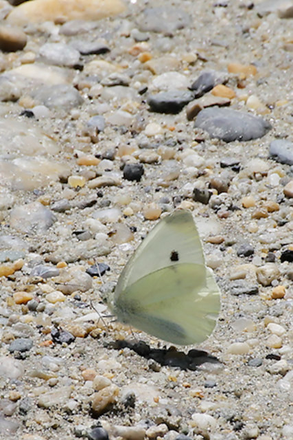 Große Kohlweißling (Pieris brassicae)