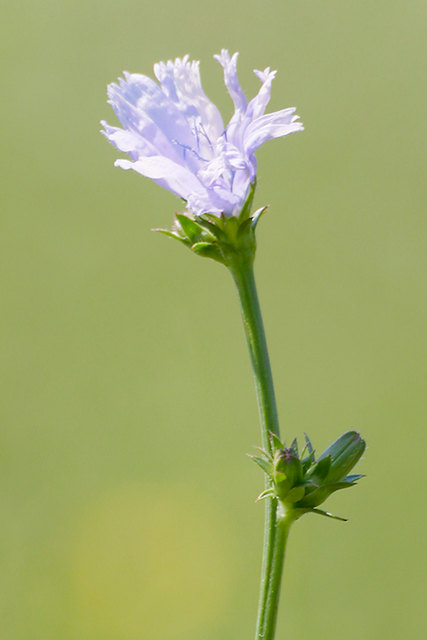 Gemeine Wegwarte (Cichorium intybus)