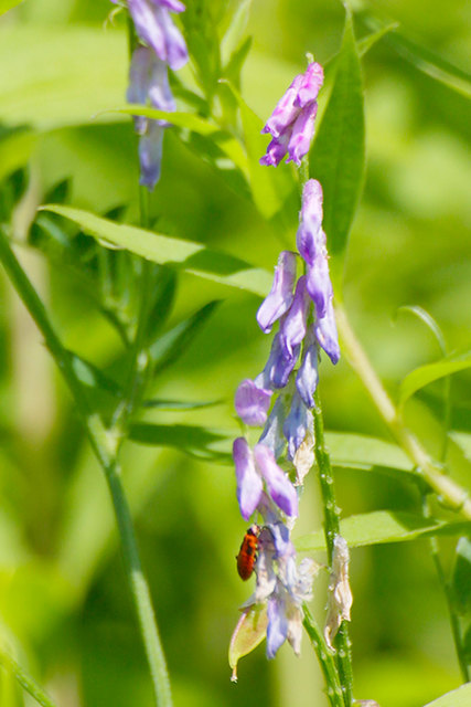Vogelwicke (vicia cracca)
