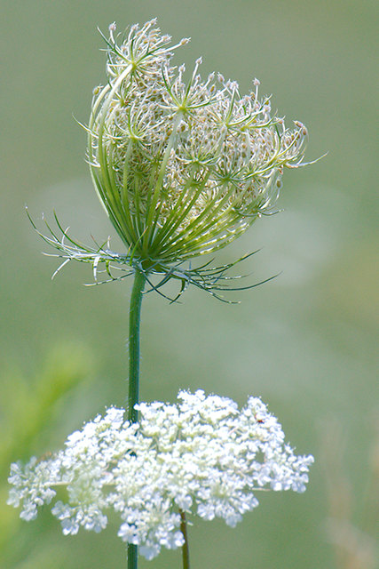 Wilde Möhre (Daucus carota)