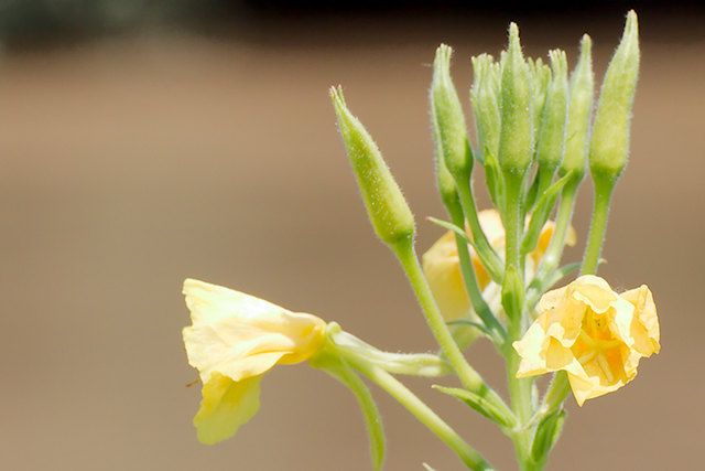 Gewöhnliche Nachtkerze (Oenothera biennis)