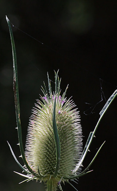 Wilde Karde (Dipsacus fullonum L., Syn. Dipsacus sylvestris Huds.)
