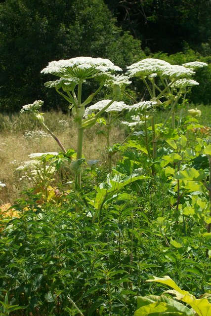 Giftfalle im Garten Bärenklau breitet sich im Wienerwald aus