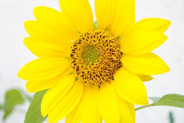 Sonnenblume Millergasse 40