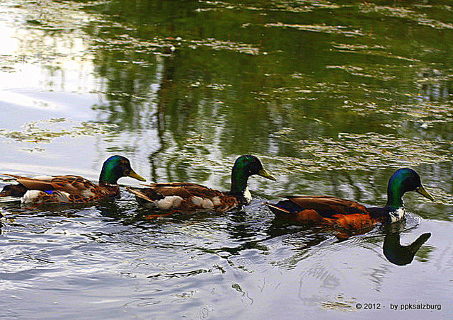 Alle meine Entchen ...