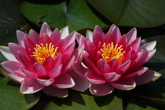 Seerosen im Wildpark